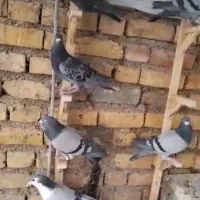 کبوتر دسته پلاکی|پرنده|فسا, |دیوار