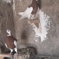 طوقی،طوق زرد،طوق سرخ|پرنده|شیراز, کوشک میدان|دیوار