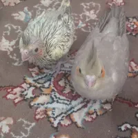 جفت عروس مولدباجوجه|پرنده|ساوه, |دیوار