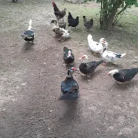 تخم اردک اسراعیلی نطفه دار