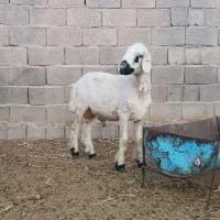 بره