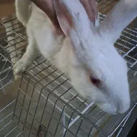 خرگوش نیوزیلندی سفید