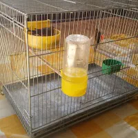 قناری نر و ماده سوخته بهمراه یک عدد جوجه ۳روز|پرنده|اصفهان, کشاورزی|دیوار