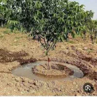 خدمات شخم و علف وبیل زنی درخت کاری