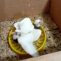 دوتا جوجه طوقی نر فقط۳۰۰