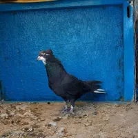 کفتر دوتا ماده دم سفید