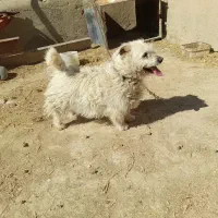 سگ پاکوتاه ماده