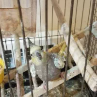 فروشی|پرنده|پردیس, فاز ۲|دیوار