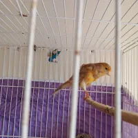 قناری|پرنده|تربت‌حیدریه, داروپخش|دیوار