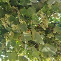 نیازمند کارگر آقا برای جعبه زدن انگور