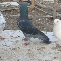 کبوتر پرشی