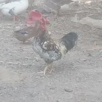 غاز و خروس محلی|حیوانات مزرعه|چمران, |دیوار