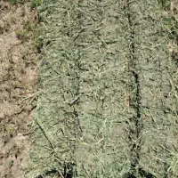 یونجه پرس شده
