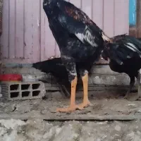 مرغ و خروس لاری