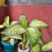 گل دیفن باخیای خارجی ساقه درشت برگ پهن بزرگ|گل و گیاه طبیعی|مهاباد (آذربایجان غربی), |دیوار