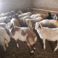 بره نرپایه پرواری