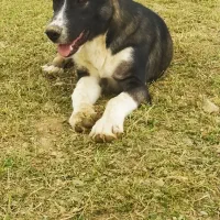 تو‌سگه‌گله‌ای‌عالی|سگ|خزل, |دیوار