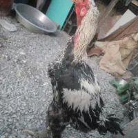 چند نمونه خروس|حیوانات مزرعه|خاش, |دیوار