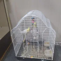 فروش عروس هلندی|پرنده|ایلام, |دیوار