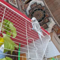 مرغ عشق  جوجه