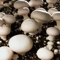 راهنمایی میخوام جهت پرورش قارچ