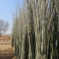 نهال کبوده و صنوبر نیگرا ترکیه|خدمات باغبانی و درختکاری|اردبیل, |دیوار