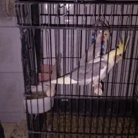 طوطی عروس هلندی