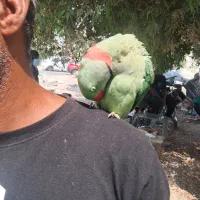 شاه طوطی نر|پرنده|تهران, آسمان|دیوار