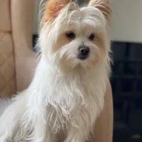 سگ شیدزو پامرین|سگ|بانه, |دیوار