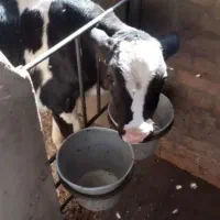 پنجاه راس گوساله شیری درجه یک اصلاح نژاد شده
