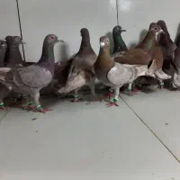 دسته ۱۷تایی اوقون