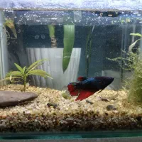 ماهی فایتر و آکواریوم