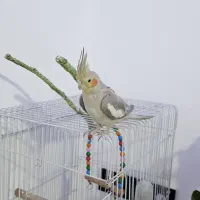 عروس هلندی|پرنده|نوشهر, |دیوار