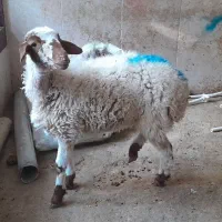 بره ماده نگهداشت یا کشتار|حیوانات مزرعه|مشهد, شهید قربانی|دیوار