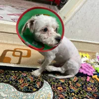 واگذاری سگ شیتزو