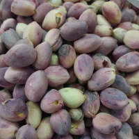 پسته کله قوچی