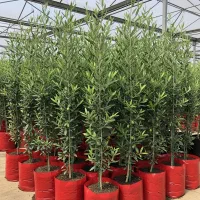 نهال زیتون برای باغات شما با تخفیف ویژه و هدیه