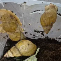 حلزون آچاتینا