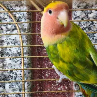 طوطی برزیلی