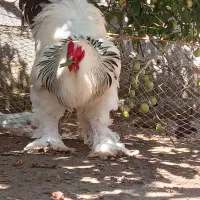 تخم برهما لایت رومانی|حیوانات مزرعه|رشت, جانبازان|دیوار