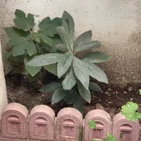 فروش گل و نهال میوه|گل و گیاه طبیعی|رشت, چله خانه|دیوار