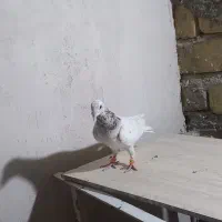 سار کرمونی سوسکی سرخ|پرنده|تربت‌حیدریه, شهرک ولیعصر|دیوار