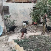 مرغ و خروس و جوجه لاری|حیوانات مزرعه|ضیاء آباد, |دیوار