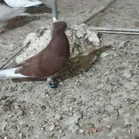 کبوتر سرخ|پرنده|شهریار, ابراهیمآباد|دیوار