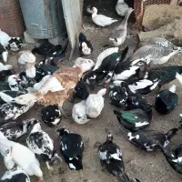 مرغابی ترکی اصل نر وماده