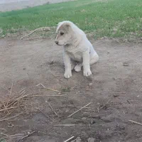 قیمت توافقی|سگ|گنبد کاووس, |دیوار