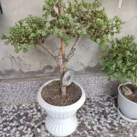 بونسای کراسولا خرفه ای|گل و گیاه طبیعی|قم, لسانی|دیوار