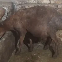 گوسفند آبستن سنگین