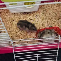 همستر رایگان|موش و خرگوش|قزوین, |دیوار