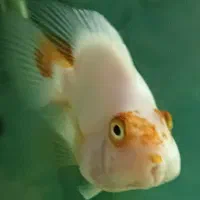 پرت کوهاکو|ماهی|شیراز, وصال|دیوار